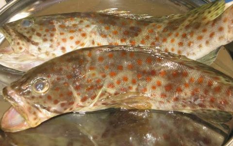 ULASAN SINGKAT IKAN KERAPU DARI CIRI-CIRI SAMPAI HARGA IKAN KERAPU